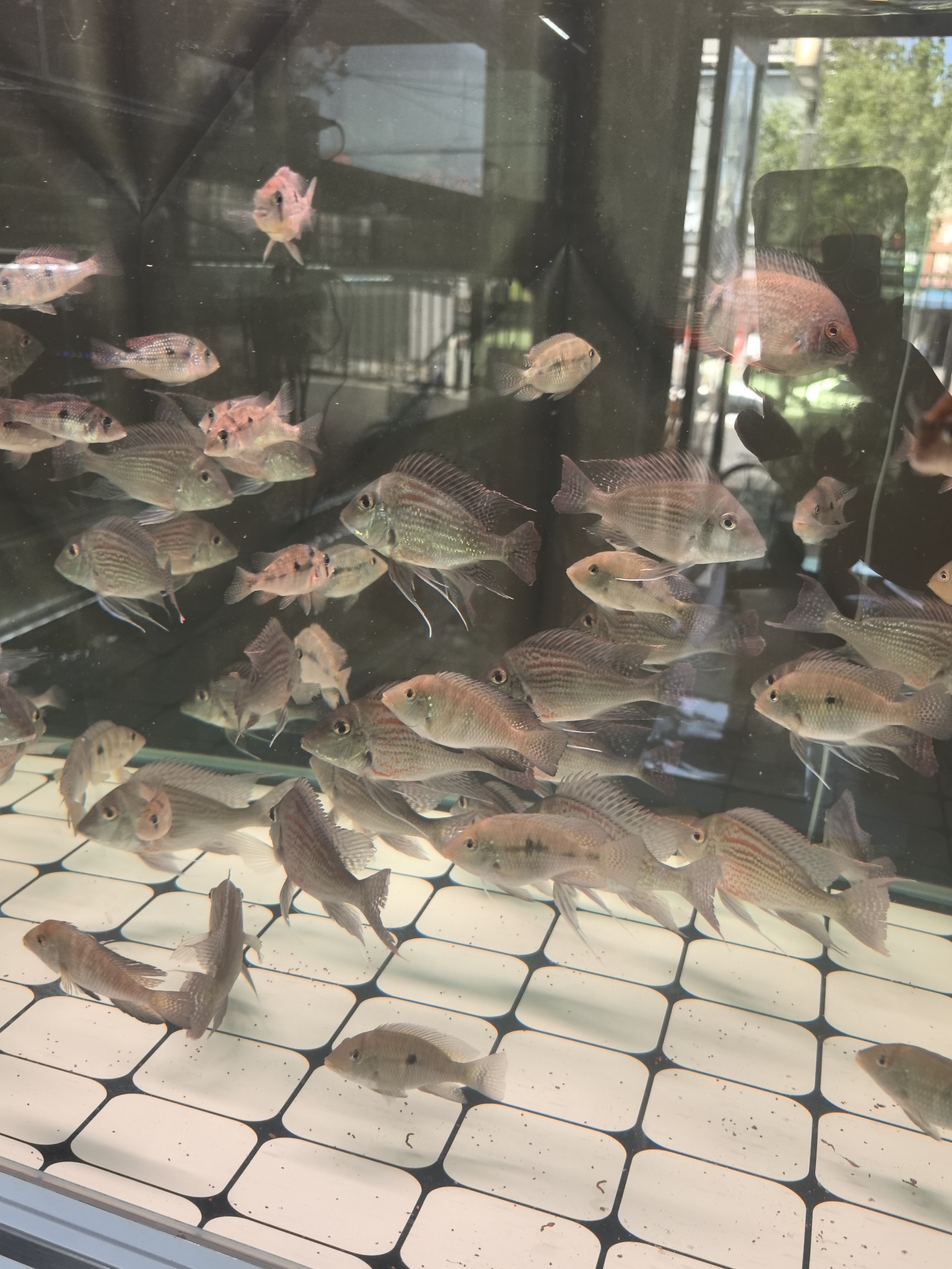 新店开业炸单品  10-12公分伊波拉关刀  