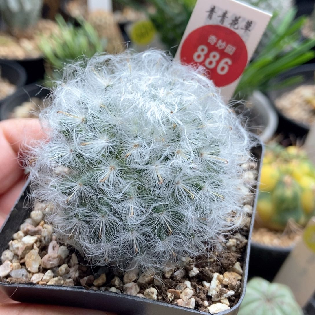 实生浓毛白云高砂5.1cm