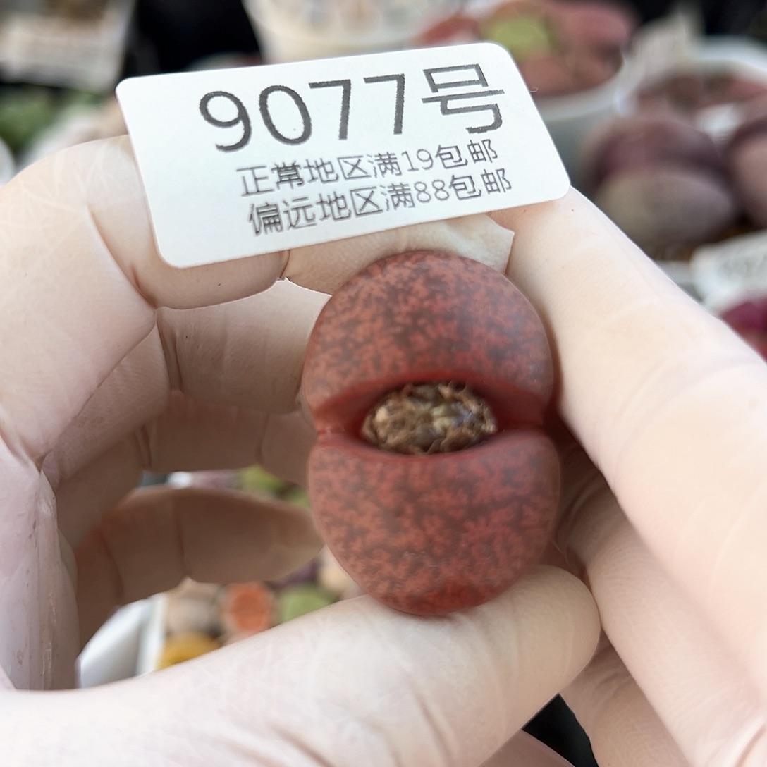 9077 好养易活生石花大母本