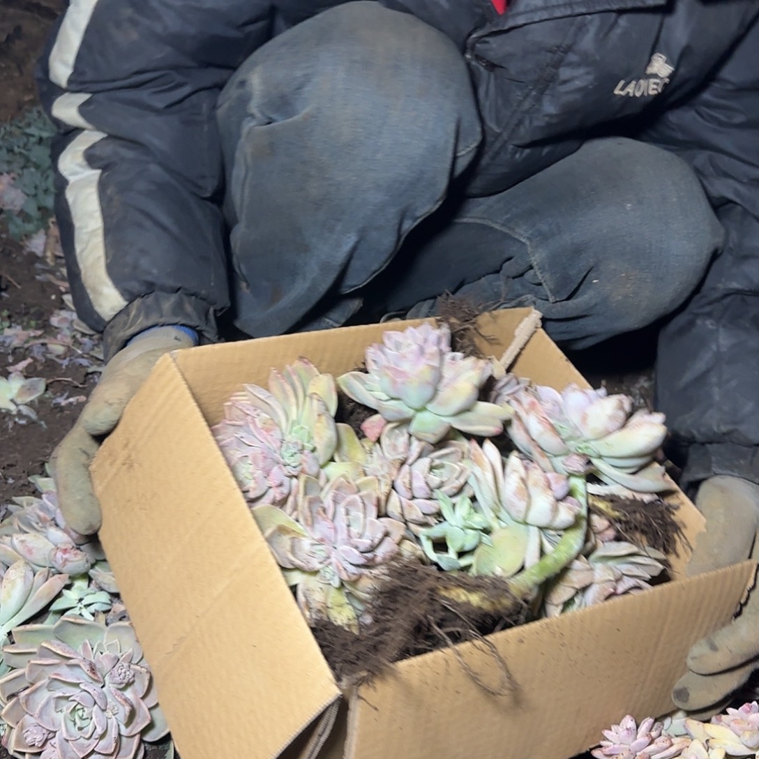 箱拍哈莉沃森多肉断肢不售后看好在拍