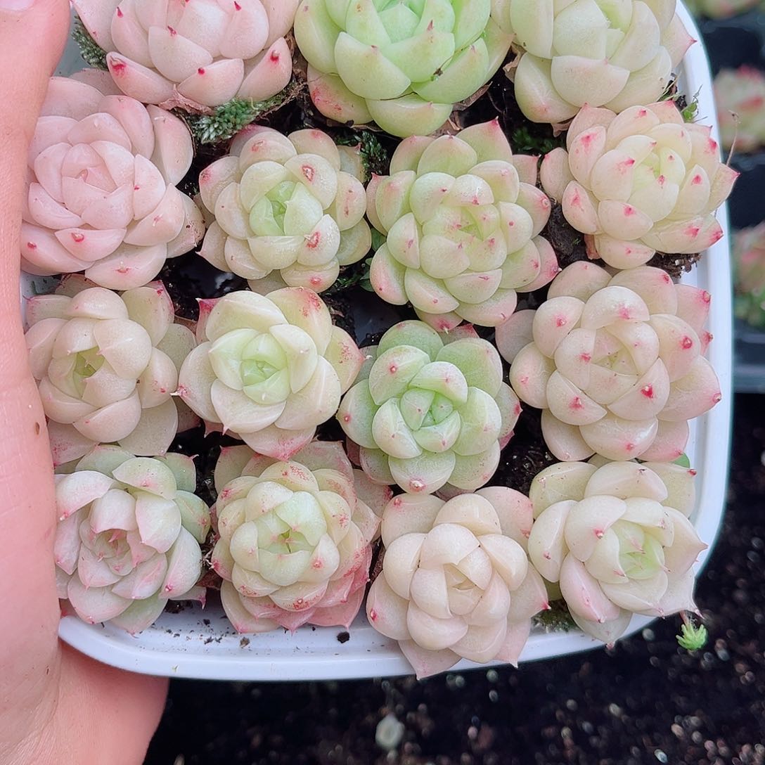 1-109 新疆西藏内蒙不发12.8包邮2-3公分多肉