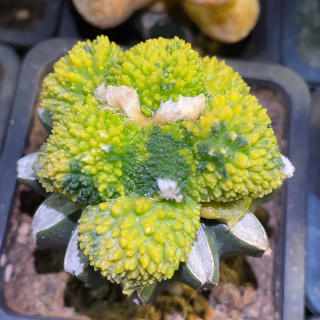 全部花朵精选大型散斑炸犹哥斯拉牡丹锦