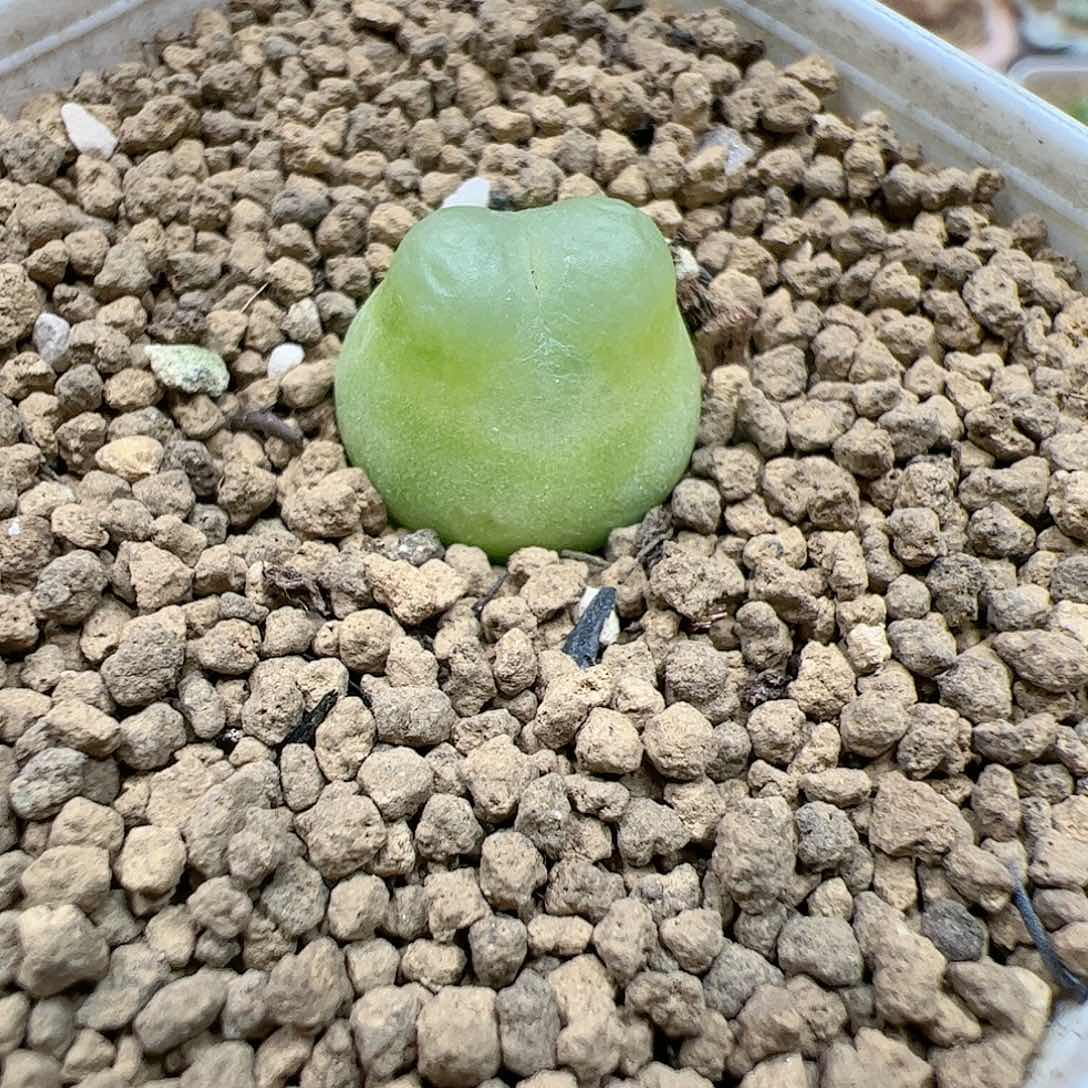 【闪购商品】56 拉登1.5cm