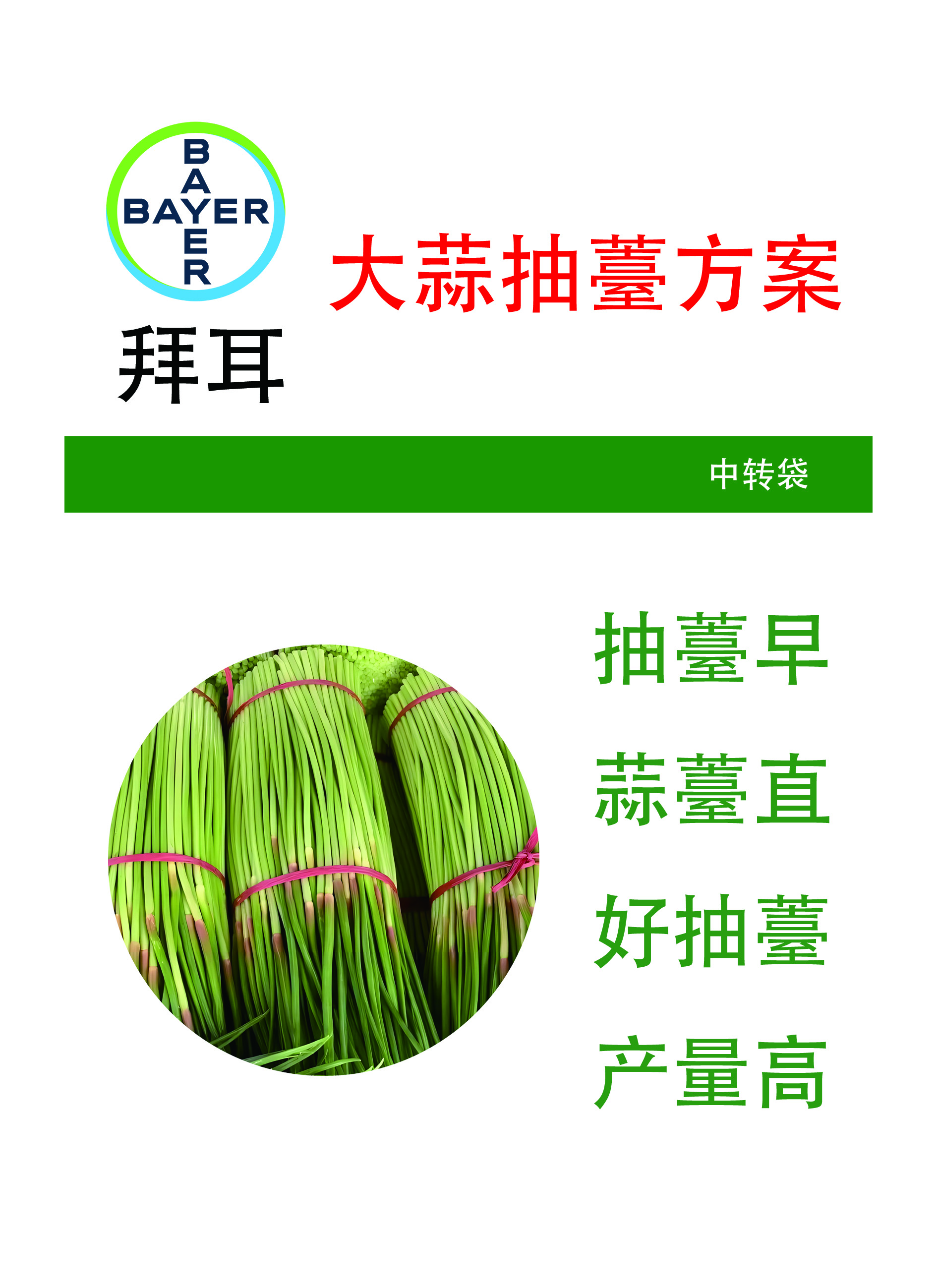 大蒜早抽薹方案大蒜抽薹早早又长好抽薹产量高