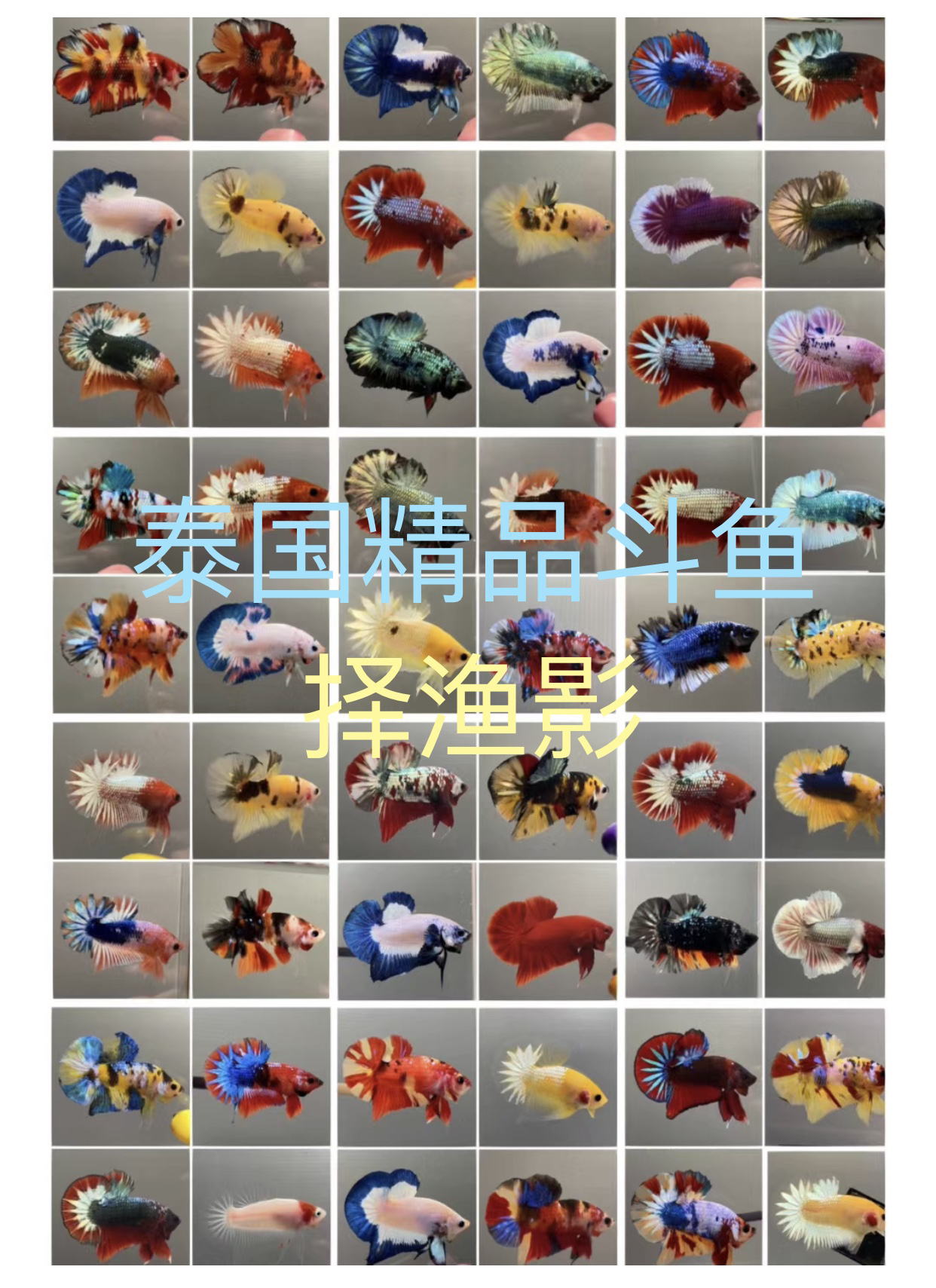 【51～100 】号泰国斗鱼观赏鱼
