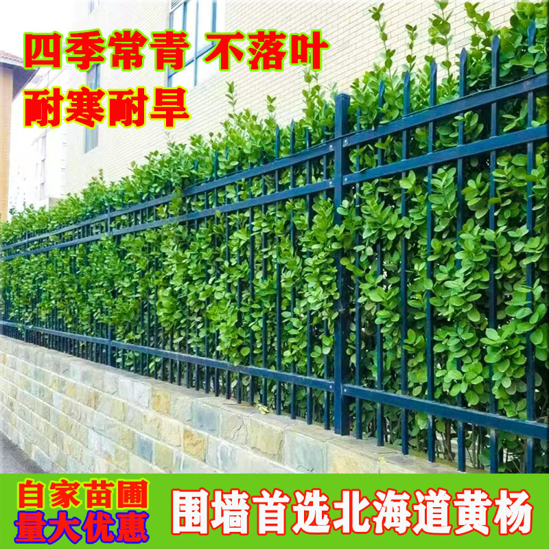 北海道黄杨苗大叶冬青苗四季常青庭院围墙围栏耐寒植物绿篱笆树苗