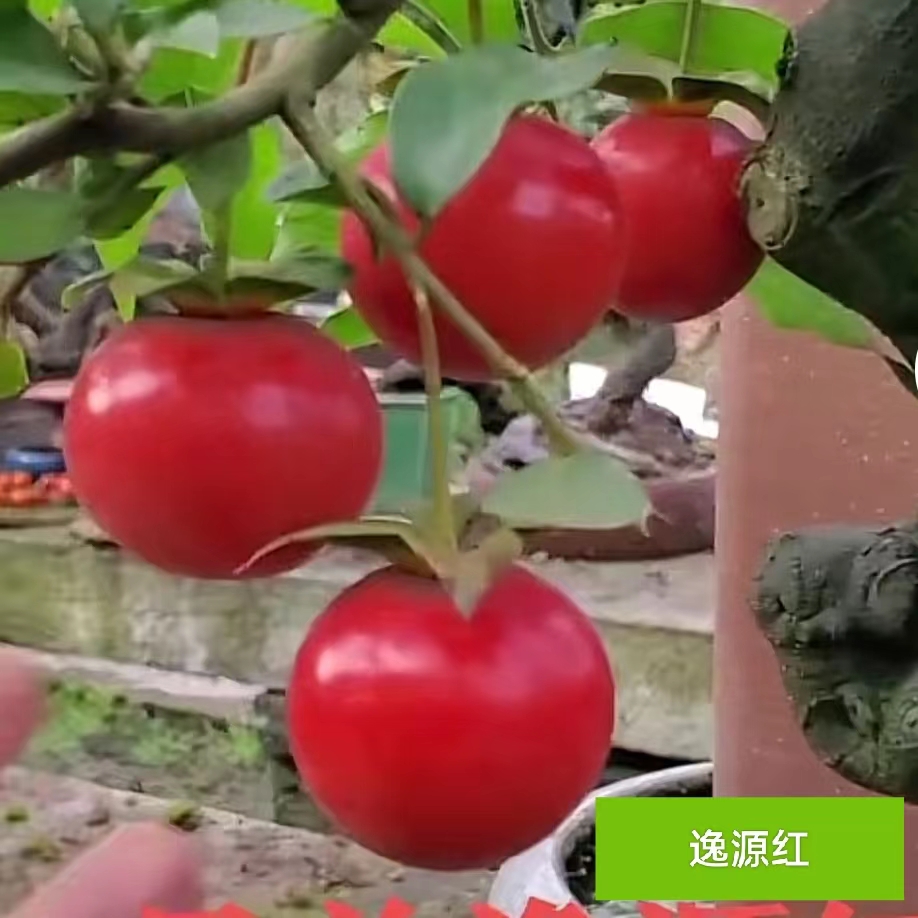 全艺花卉盆栽绿植盆景i金弹子盆景金弹子舍利子