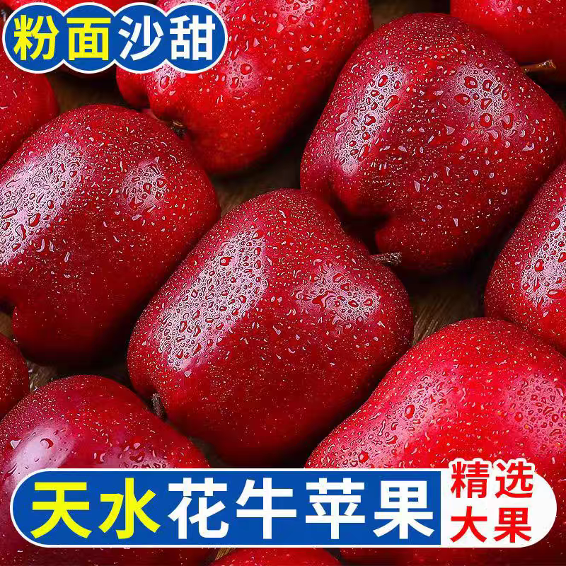 WY2025正宗天水花牛苹果高山种植蛇果清脆粉面辅食两吃果产地直发