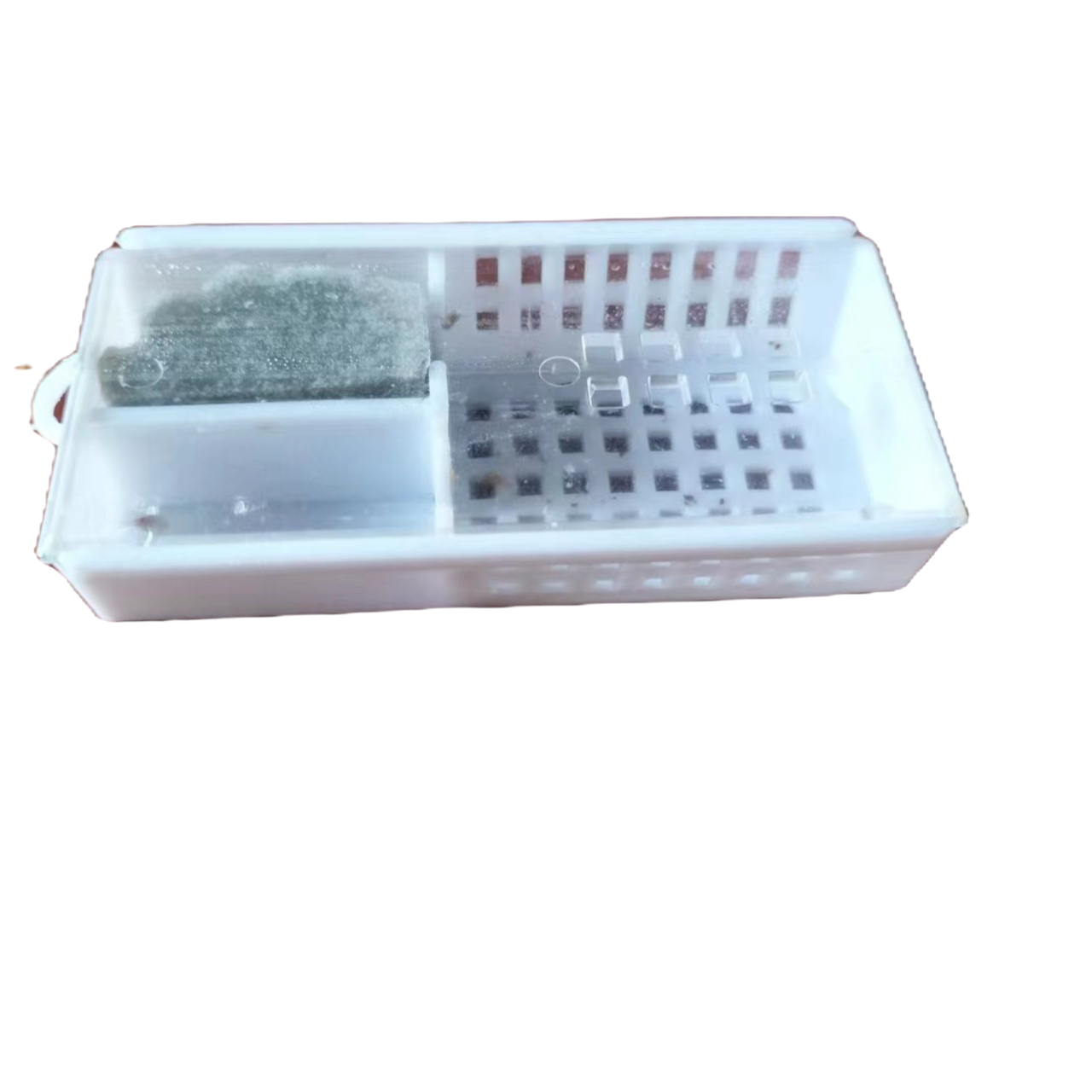 养蜂处女王四色蜂王笼盒食槽活体包邮包活快递清晰未产卵