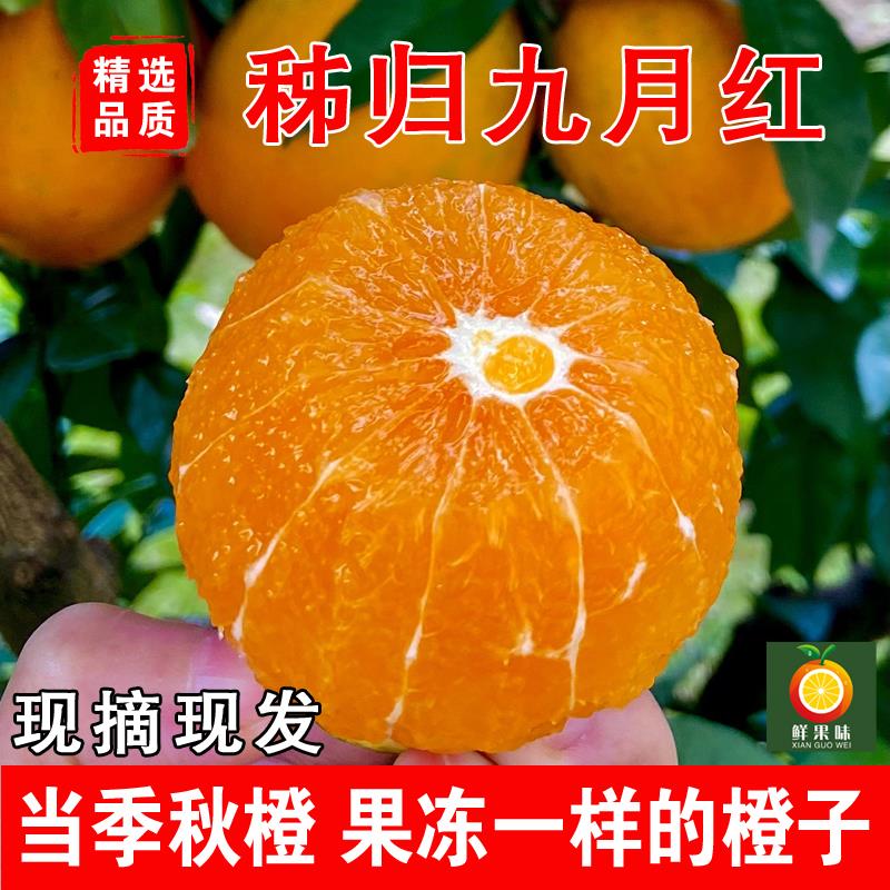 正宗爆汁九月红果冻橙秭归脐橙口感多汁爆甜橙子当季新鲜水果产地