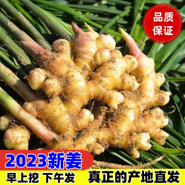 2023新姜贵州高山小黄姜肥土嫩姜仔姜红芽姜可做泡姜包邮