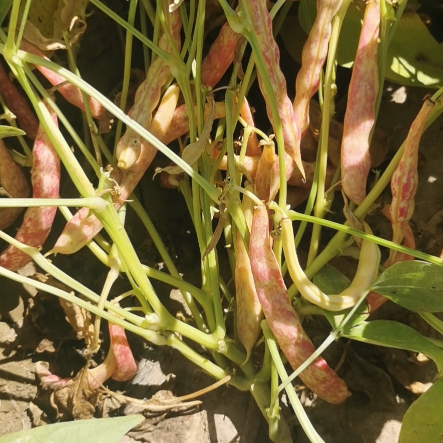 矮生黄金钩豆角有机蔬菜（50克）不用搭架菜籽
