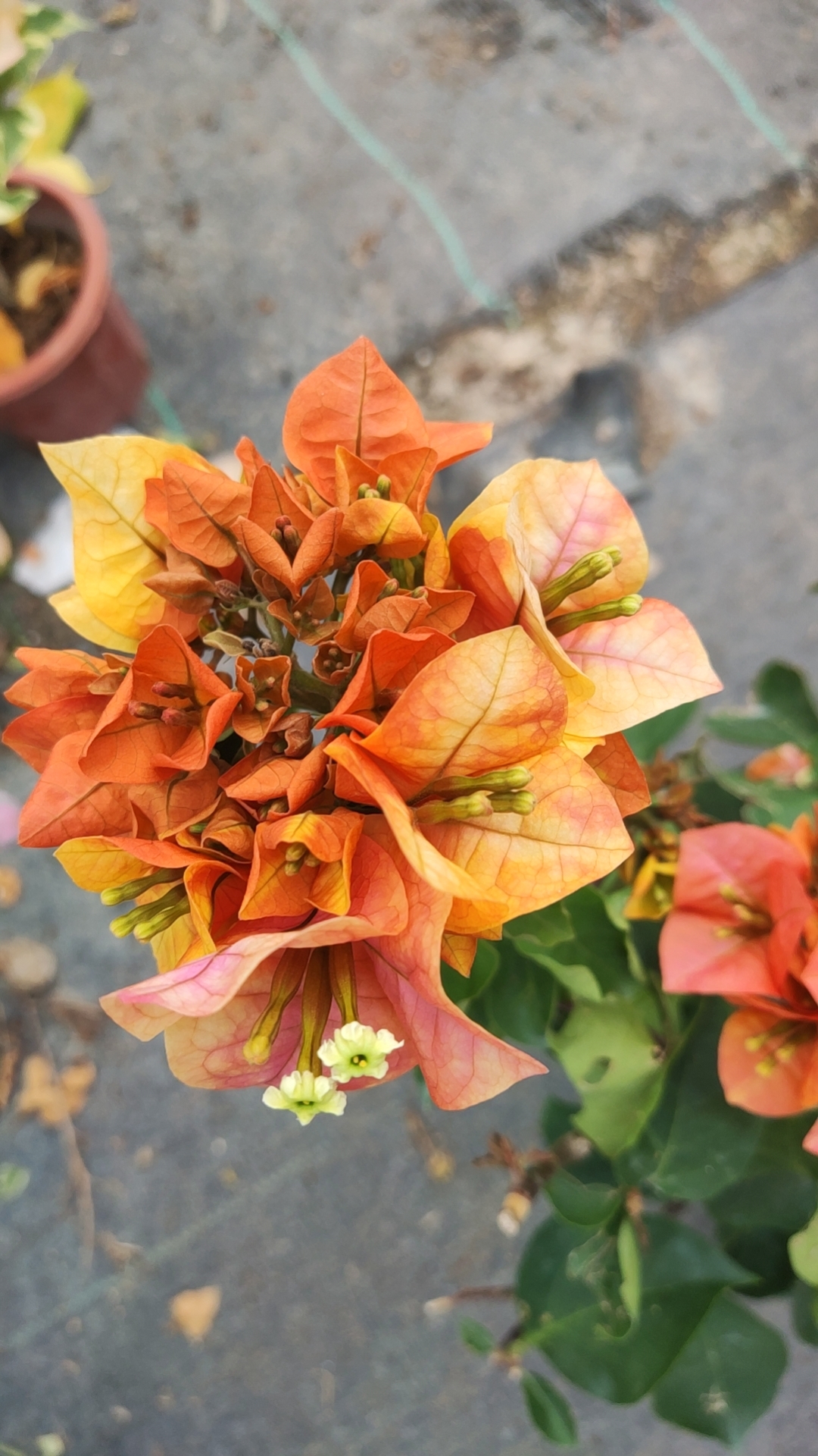 三角梅补米链接（联系客服，不然下单无效）