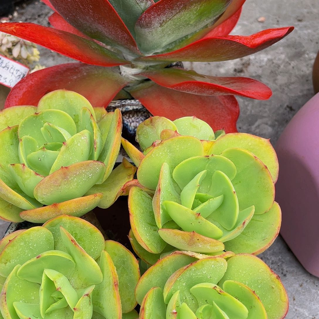 组合2颗多肉植物