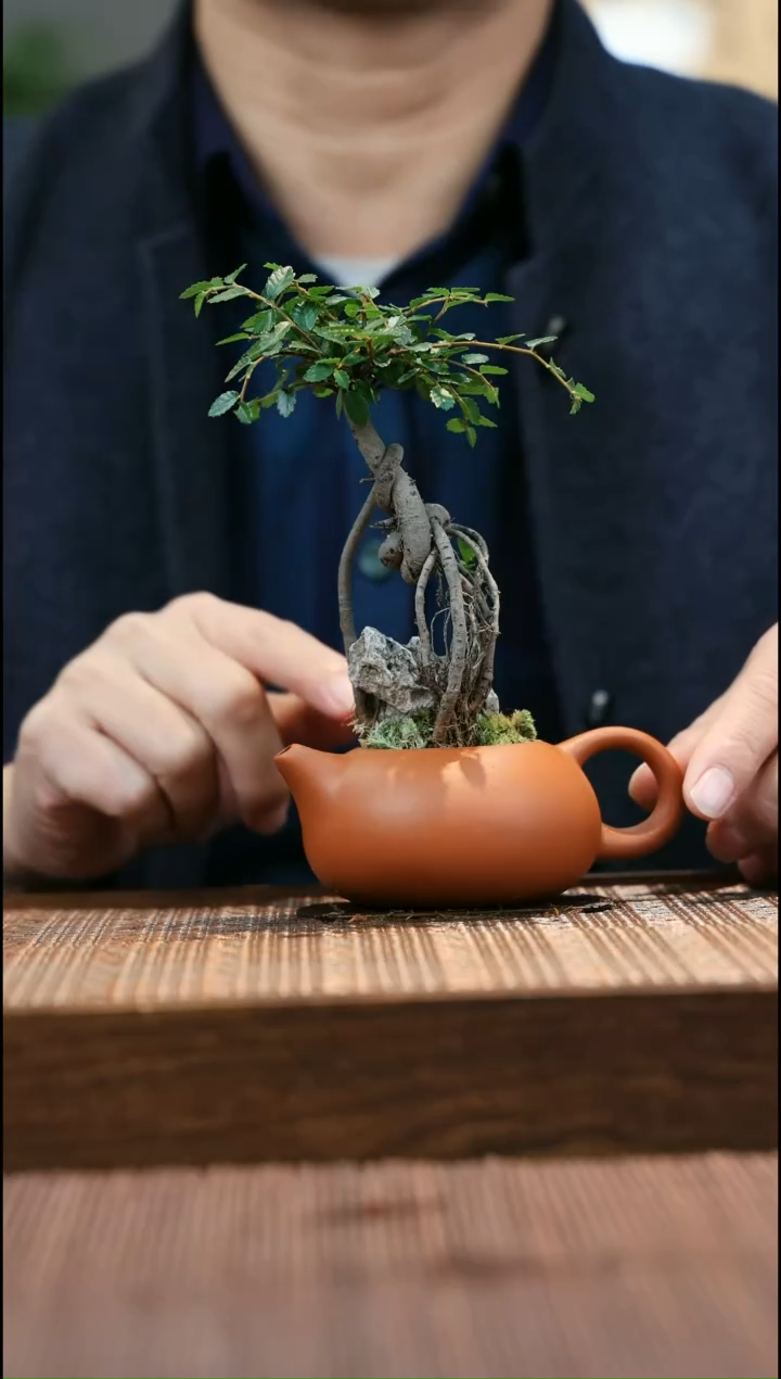【闪购商品】陶摆件茶摆件  茶摆件绿植