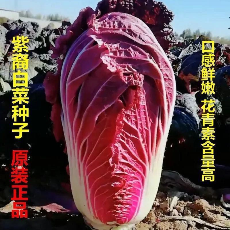 营养紫白菜种子里外紫色大白菜有机蔬菜籽四季播种庭院田地农科院