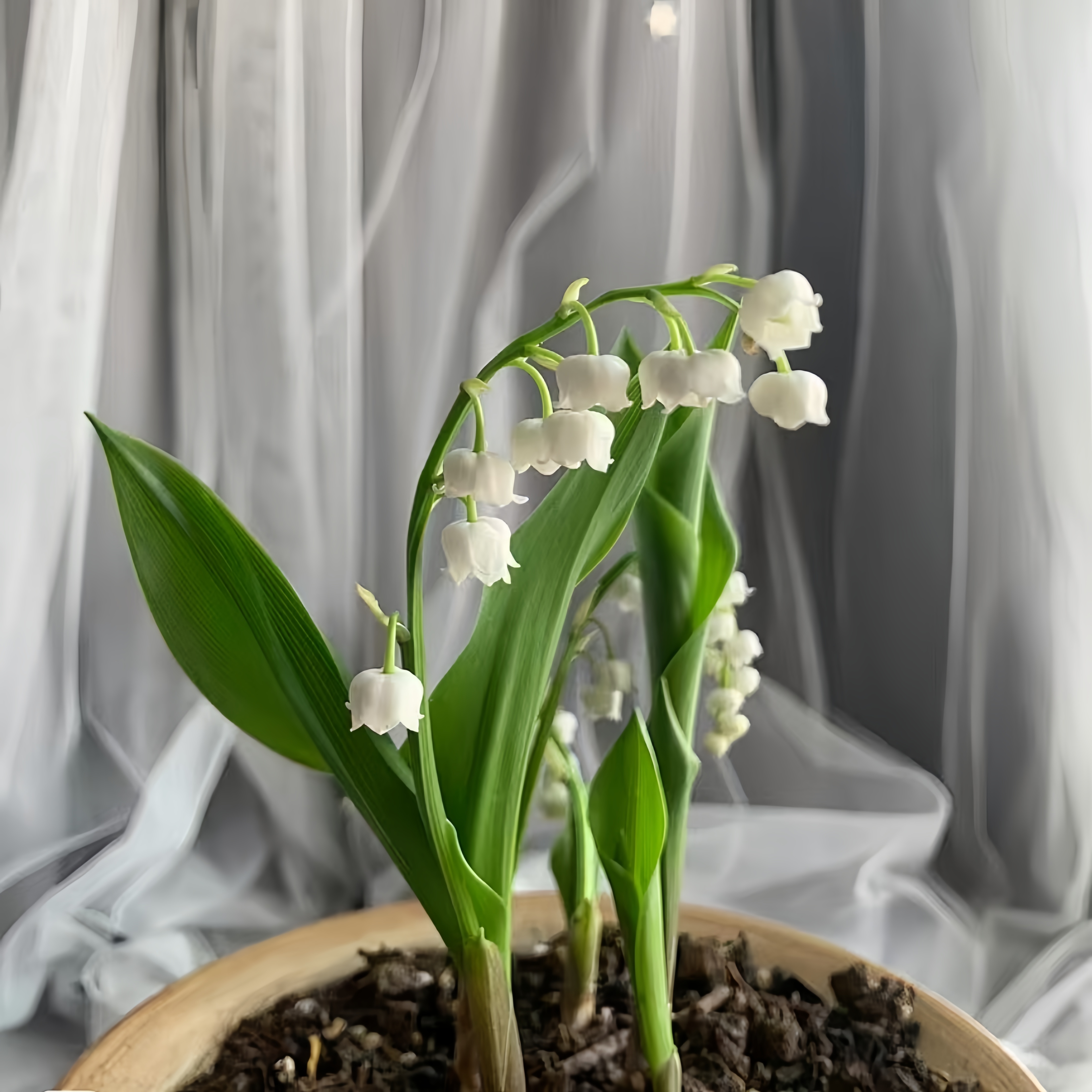 植物多年生花苗四季花卉带芽带根阳台浓香绿植耐寒盆栽铃兰室内外