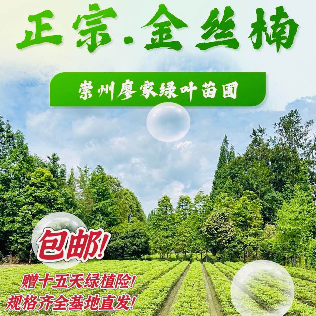 正宗金丝楠木小叶桢楠优质树苗庭院绿化盆景四季常青原土带叶包邮