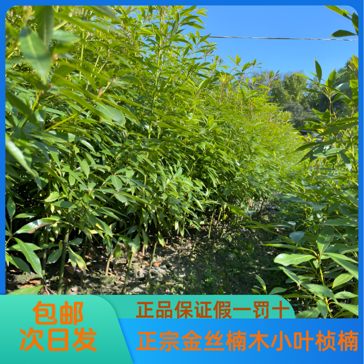 正宗四川小叶桢楠金丝楠木 四季常青 名贵木料 简单易活包邮     