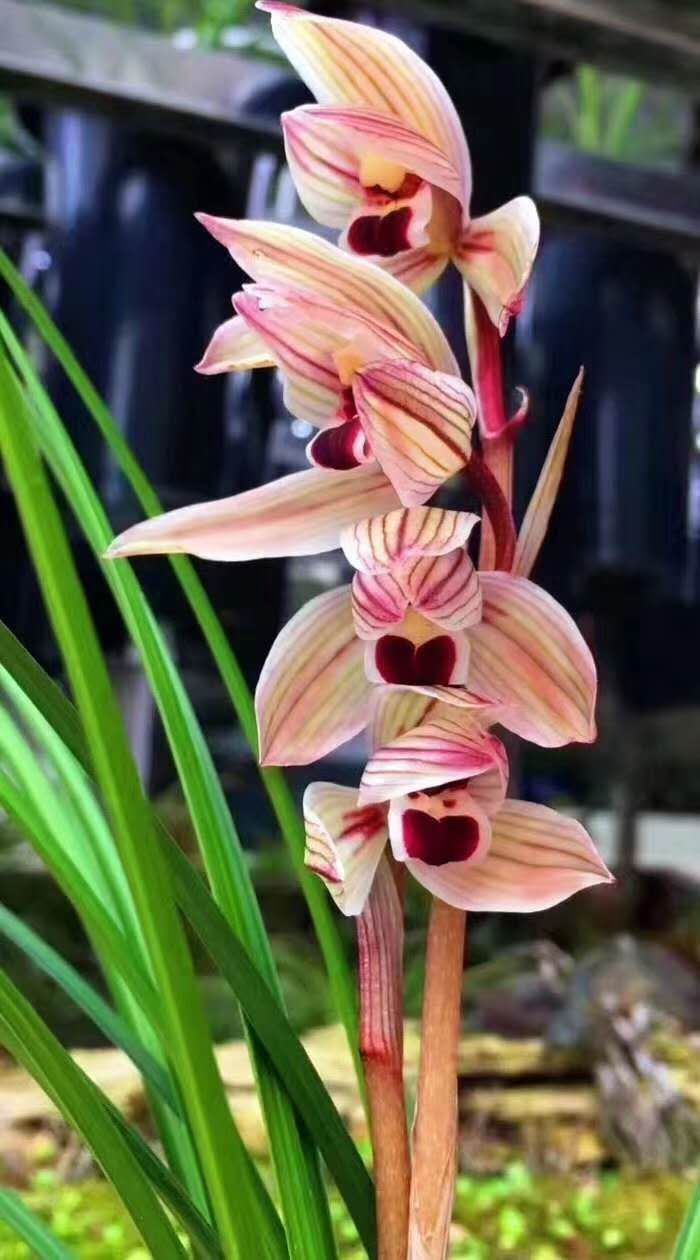 云南莲瓣兰高品质