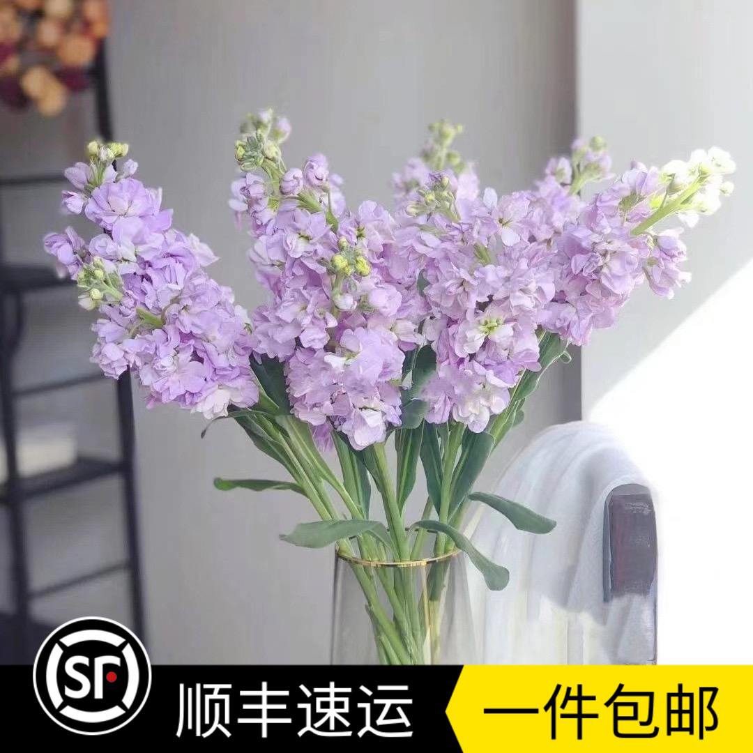 紫罗兰云南昆明基地直发真花好养办公室家庭水养瓶插