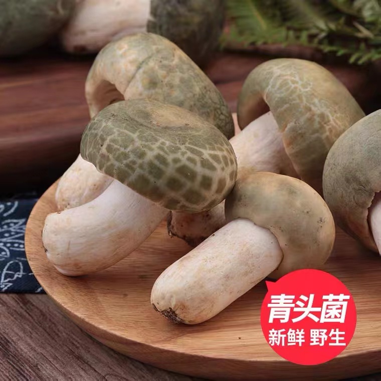 【新鲜青头菌】云南青头菌500g绿头菇应季推荐绿豆菌花脸菇蘑菇