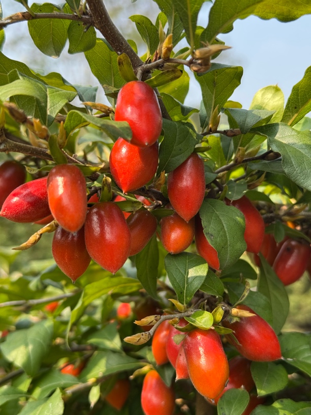 老鸦柿盆景 一物一拍