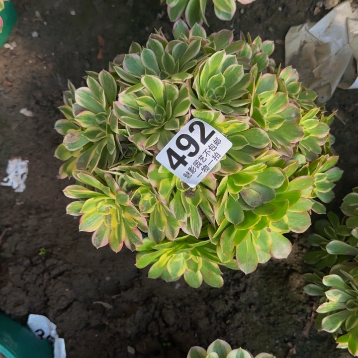 海王花27-14包邮