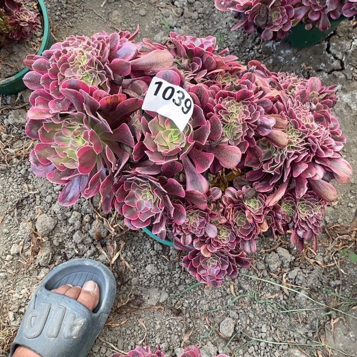 美杜莎花29-33不包邮