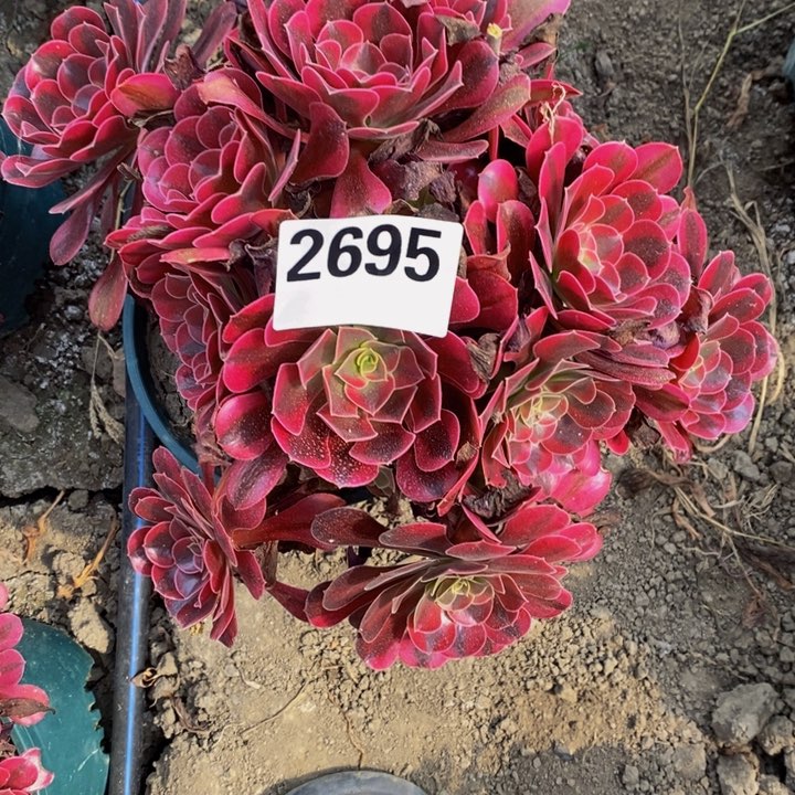 美杜莎花25-42不包邮