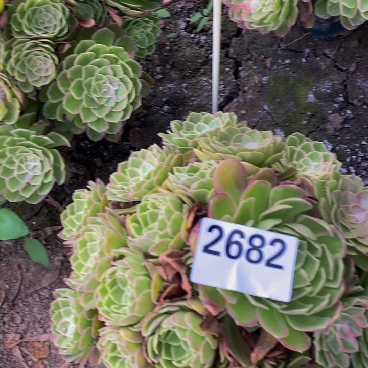 莲花25-18不包邮