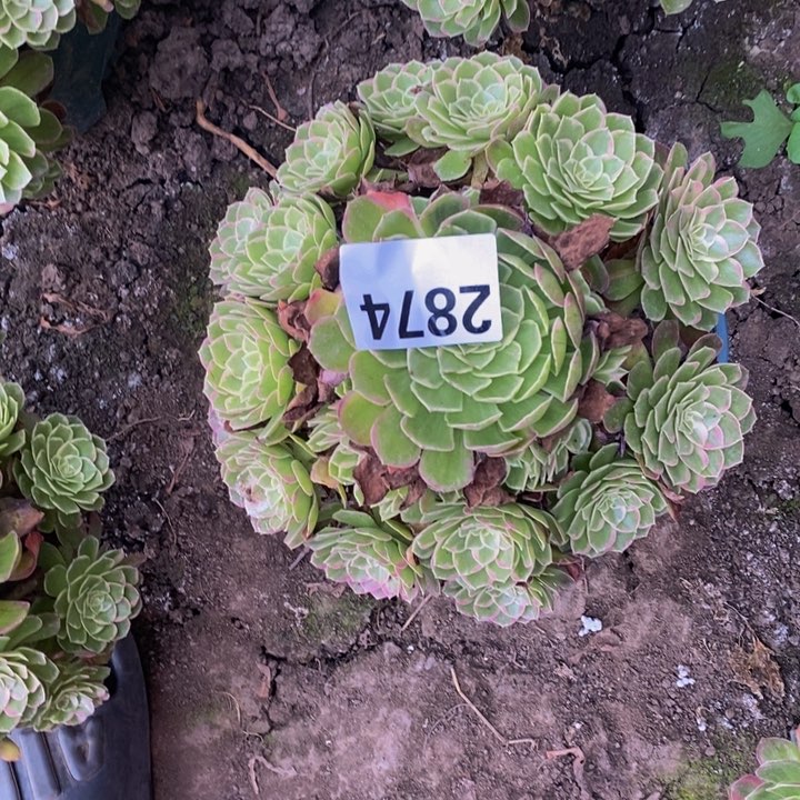 莲花25-17不包邮