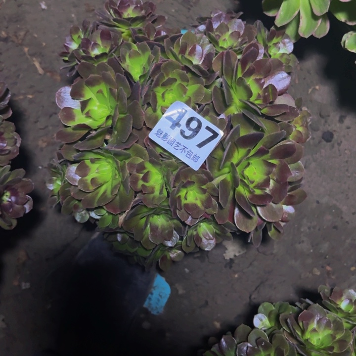 黑魔花27-42不包邮