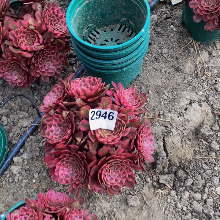 白月光花27-5不包邮