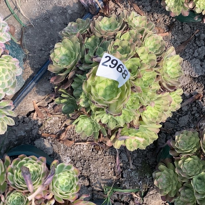 少华花25-10不包邮