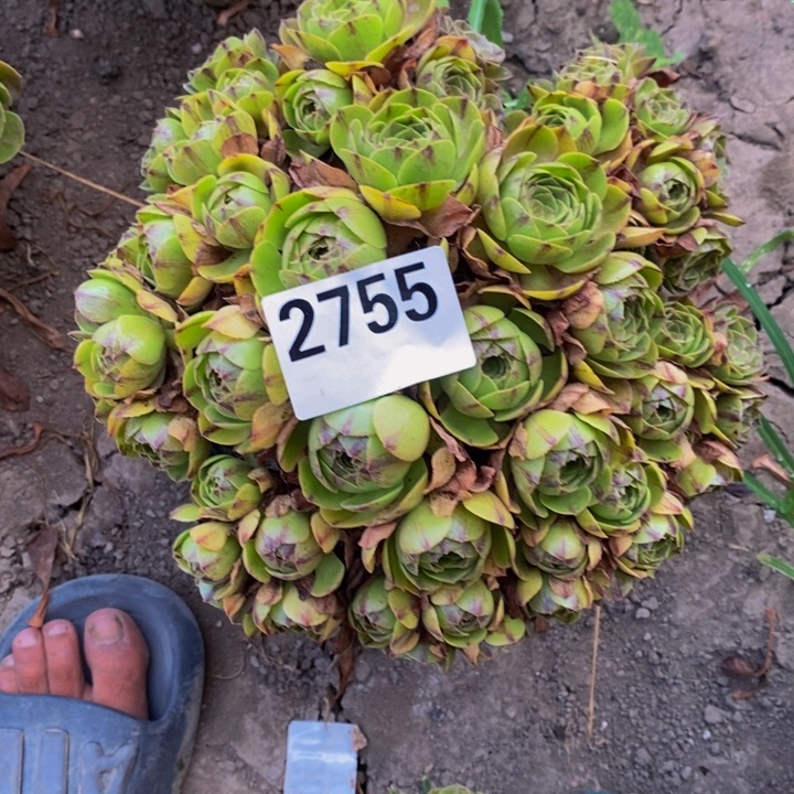 拉丝花29-51不包邮