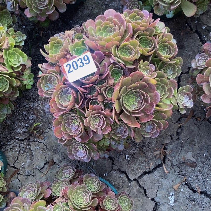 荷兰玫瑰25-46不包邮