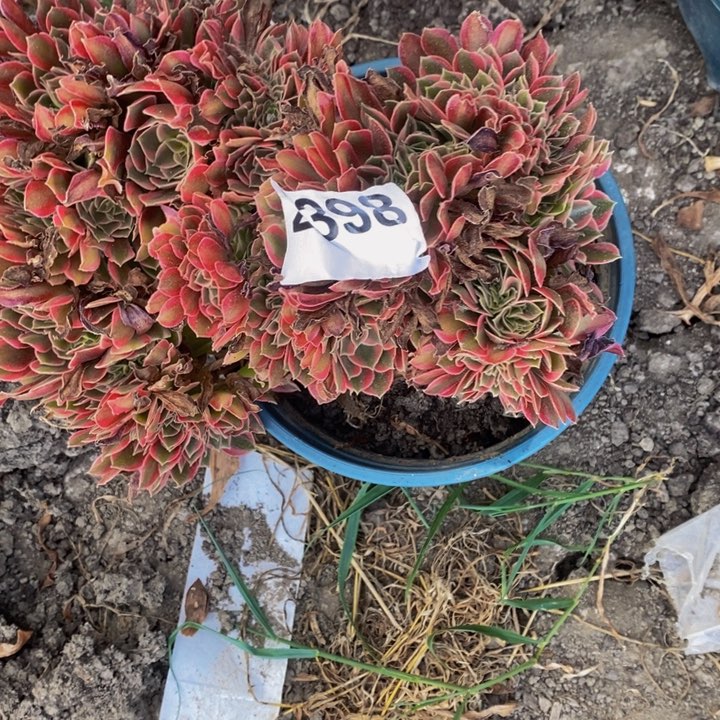 银月花29-25不包邮