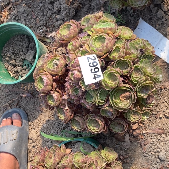 黑膜花25-19不包邮