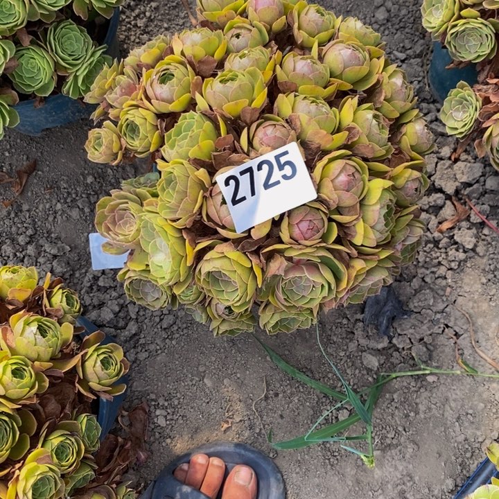 万圣节29-52不包邮