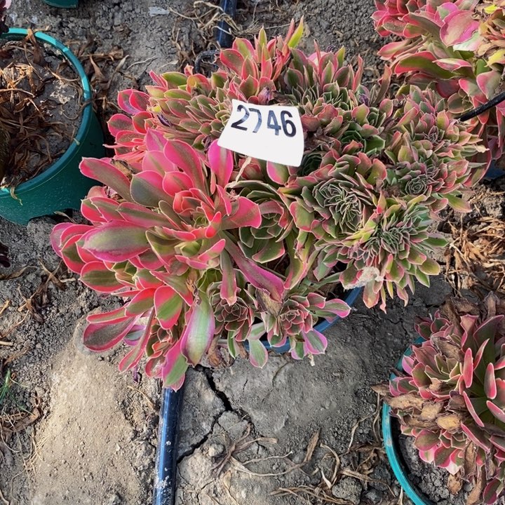 银月花29-45不包邮
