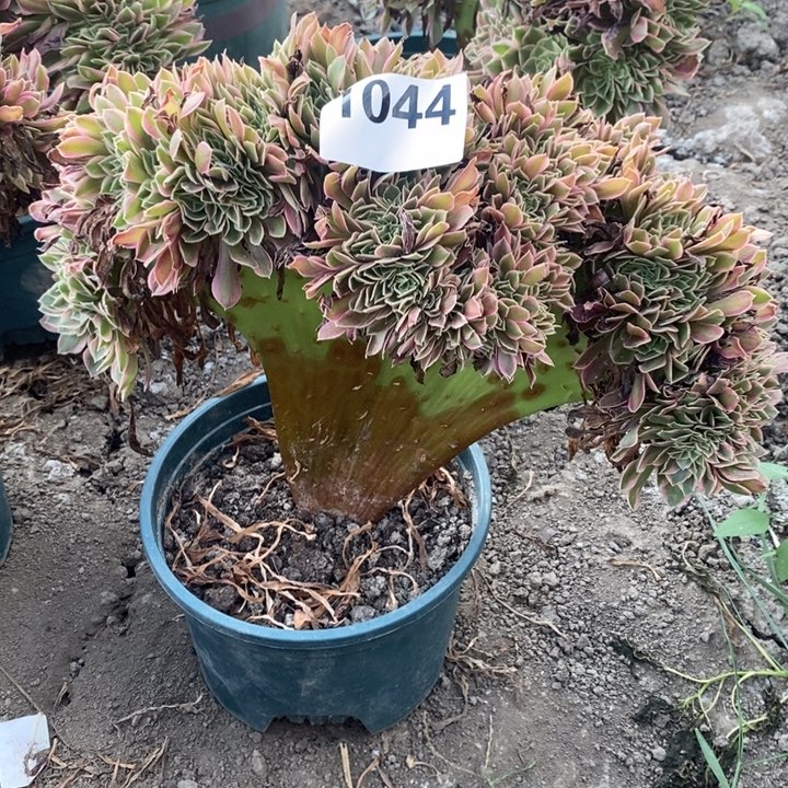 女神花29-20不包邮