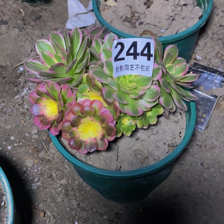 J****n海王不包邮。花花。27-15