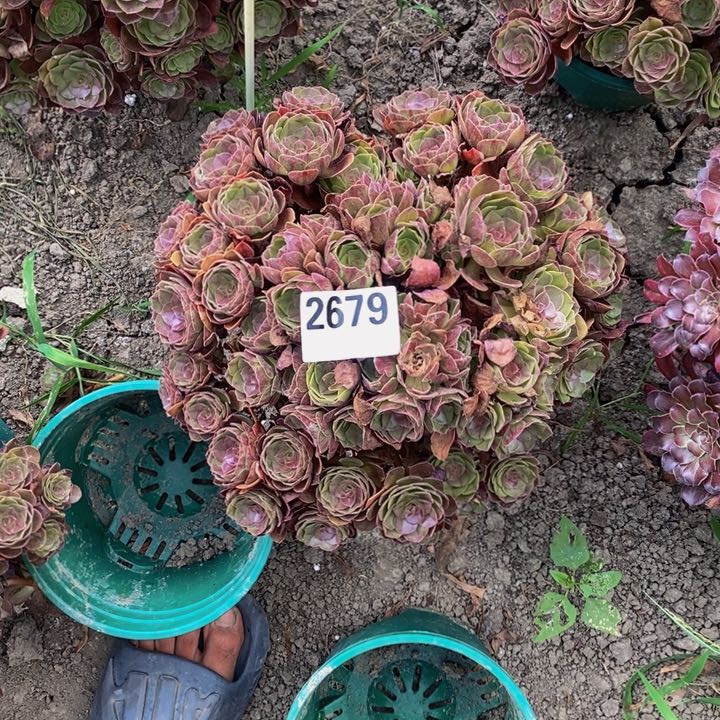 黑膜花25-19不包邮
