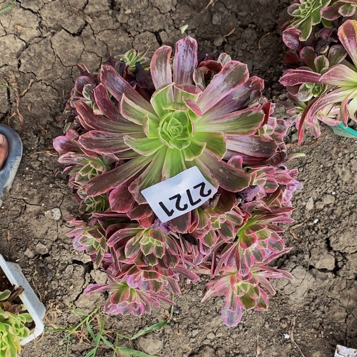 白婚纱花土29-47不包邮