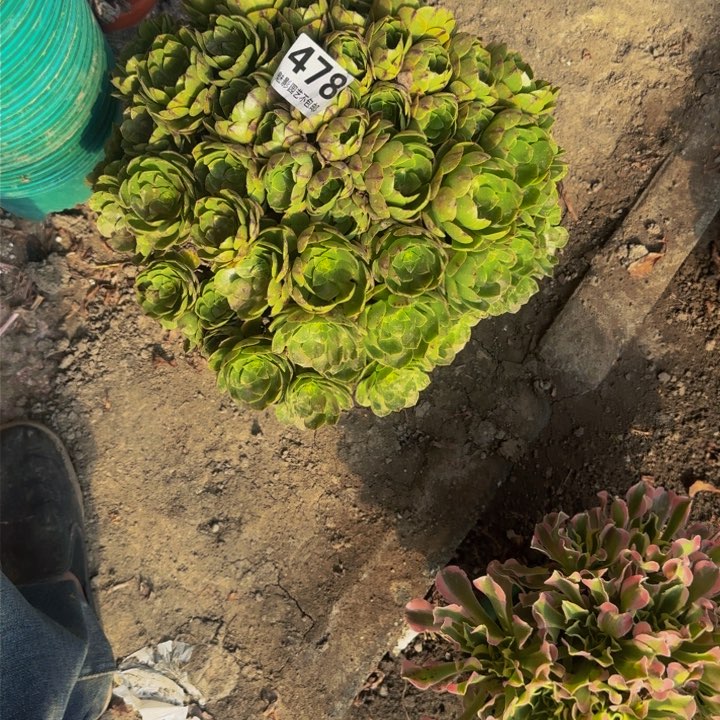 拉丝花27-31不包邮