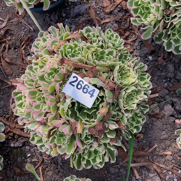 白风花25-11不包邮