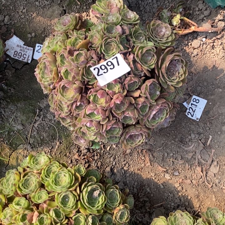 黑膜花25-19不包邮