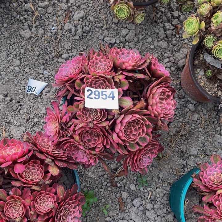 白月光花27-6不包邮