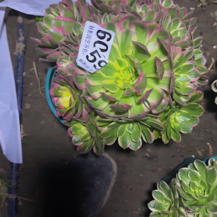 海王花27-12不包邮